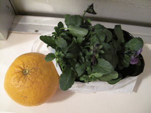 Img_2041 Img_2041